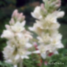 augmented_Polianthes tuberosa flower1_blurred.jpeg